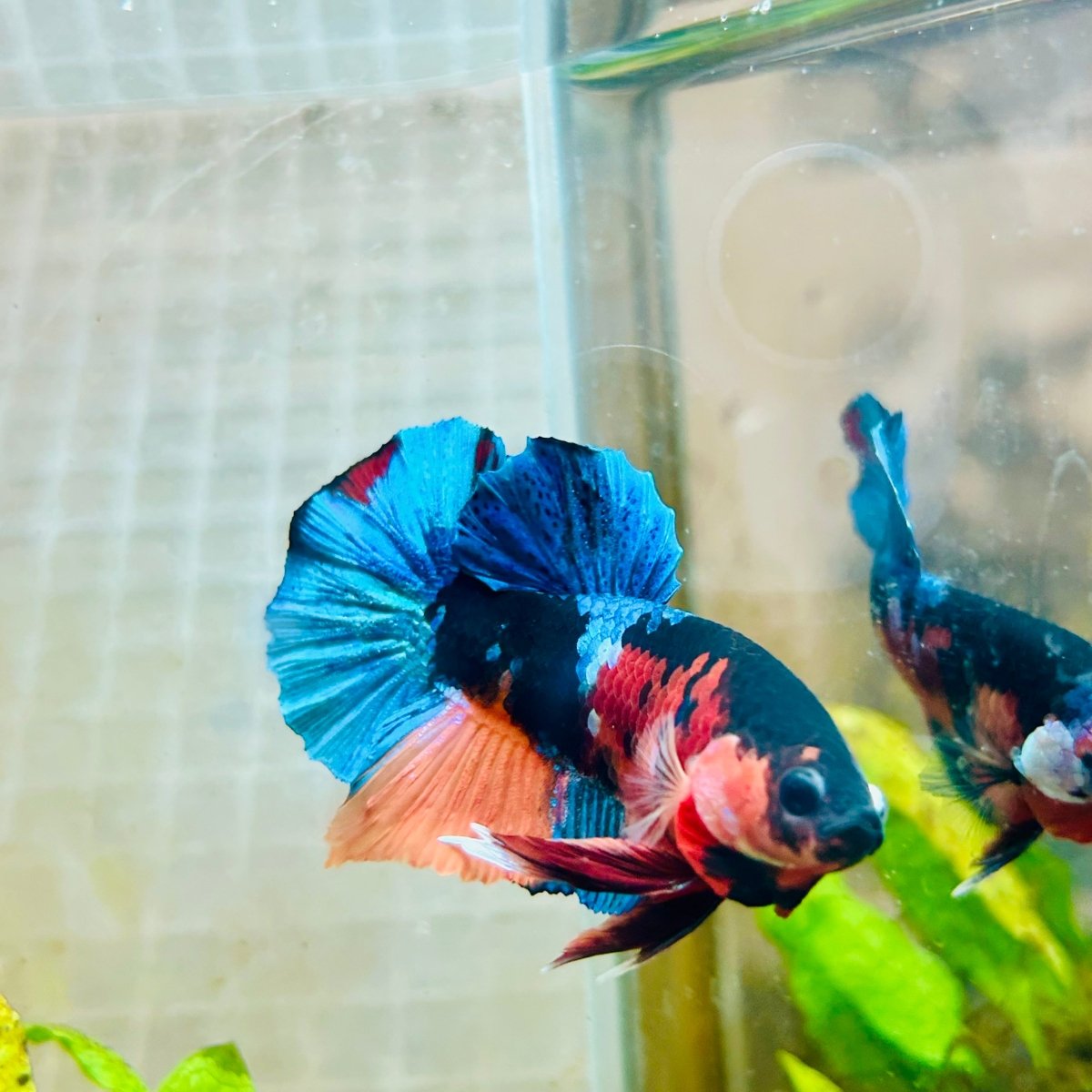 Plakat Black Nemo Male Betta 161 Male betta