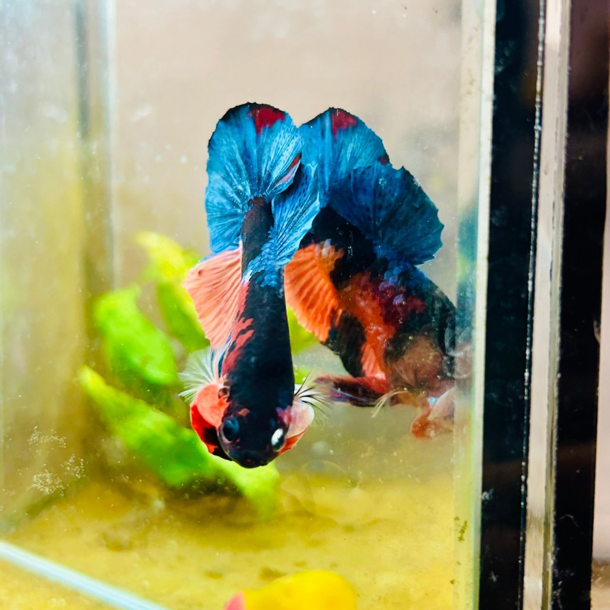 Plakat Black Nemo Male Betta 161 Male betta