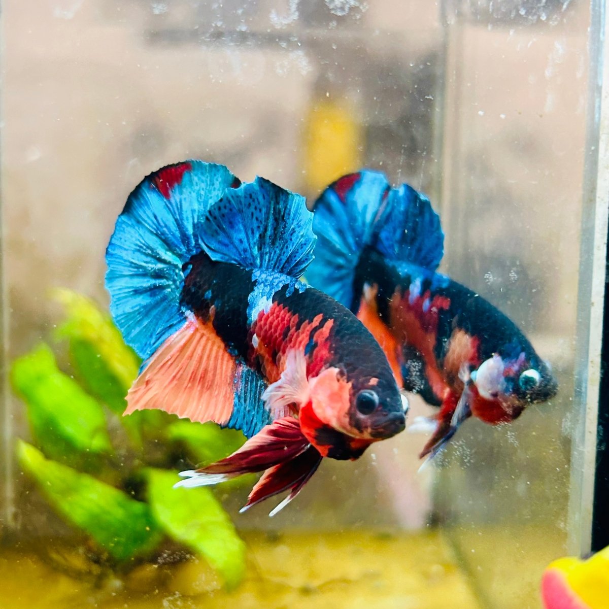 Plakat Black Nemo Male Betta 161 Male betta