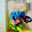 Plakat Black Nemo Male Betta 161 Male betta