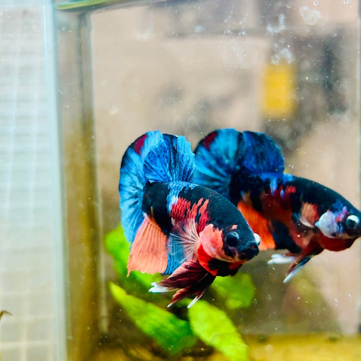 Plakat Black Nemo Male Betta 161 Male betta