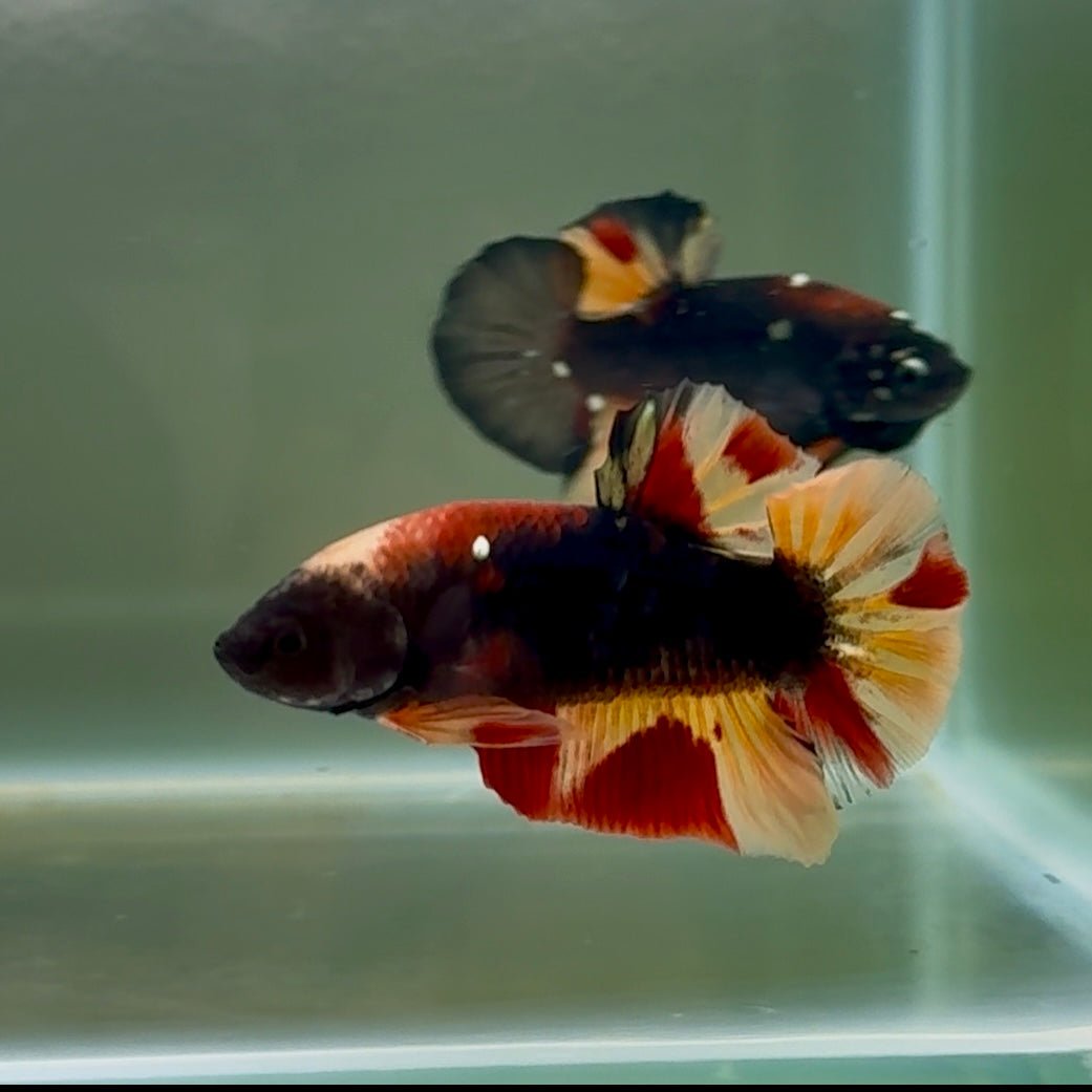 Plakat Black Nemo Male Betta #Se05