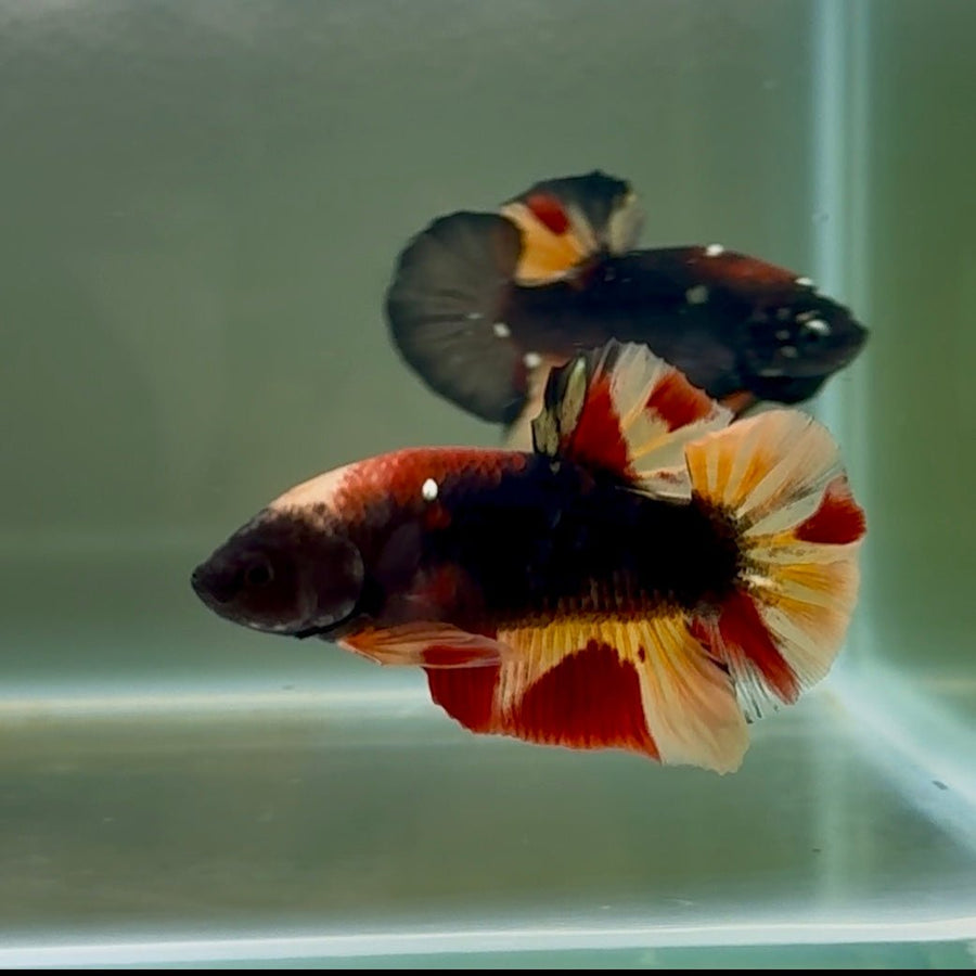 Plakat Black Nemo Male Betta #Se05 Live Betta Fish Male betta