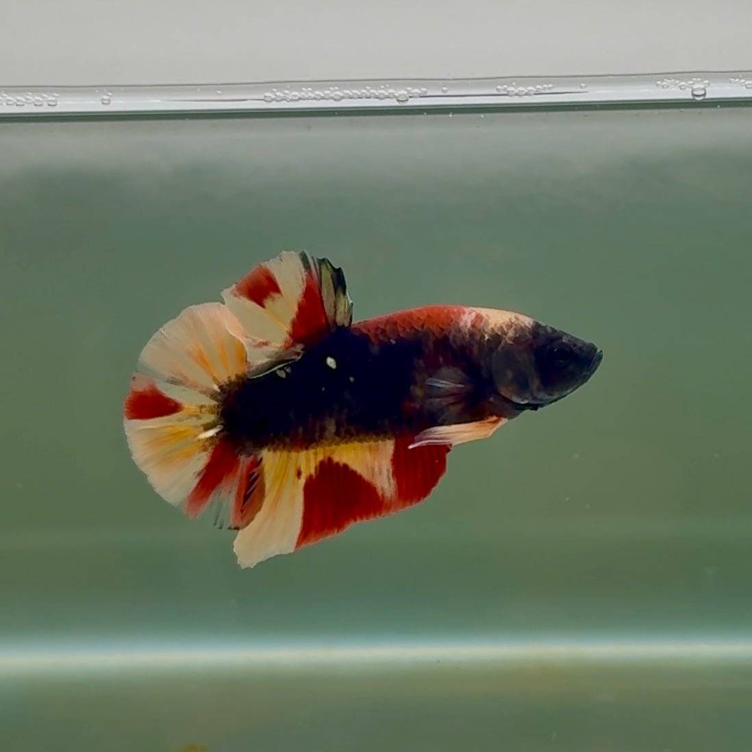 Plakat Black Nemo Male Betta #Se05
