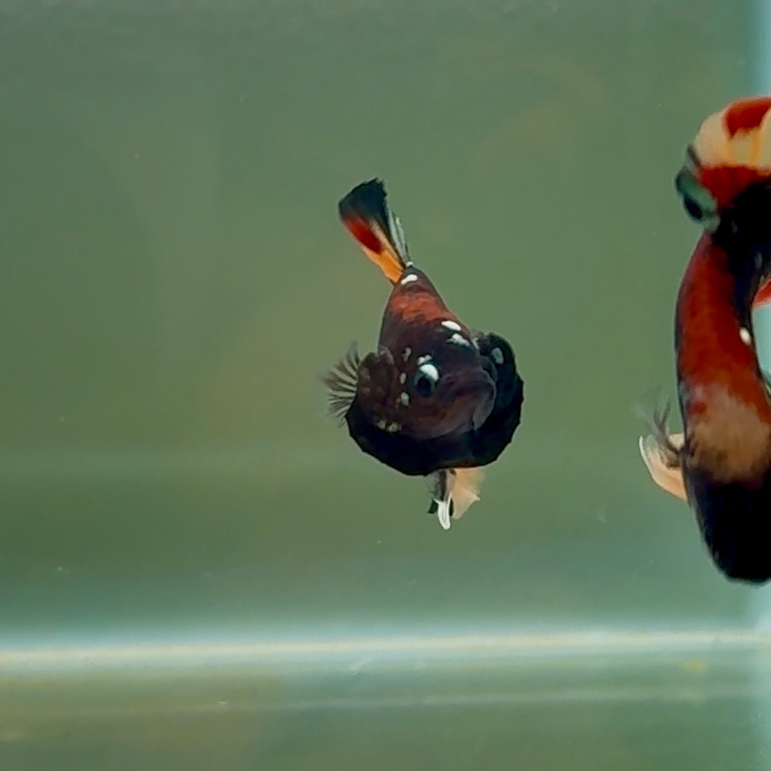Plakat Black Nemo Male Betta #Se06