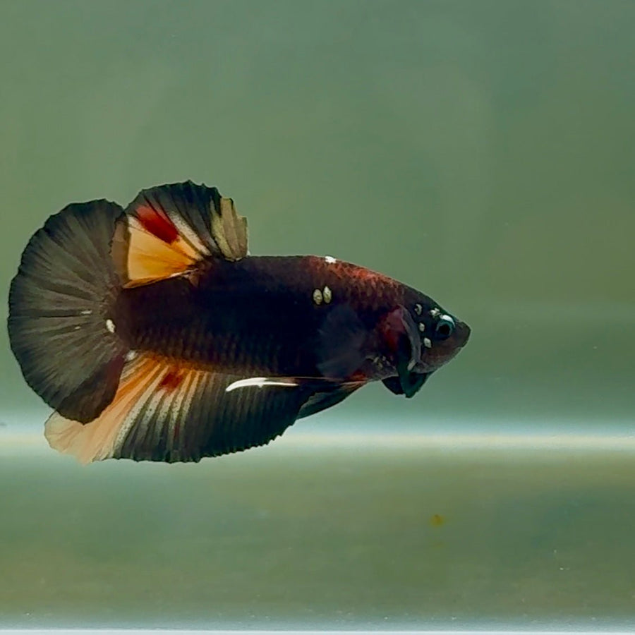 Plakat Black Nemo Male Betta #Se06 Live Betta Fish Male betta