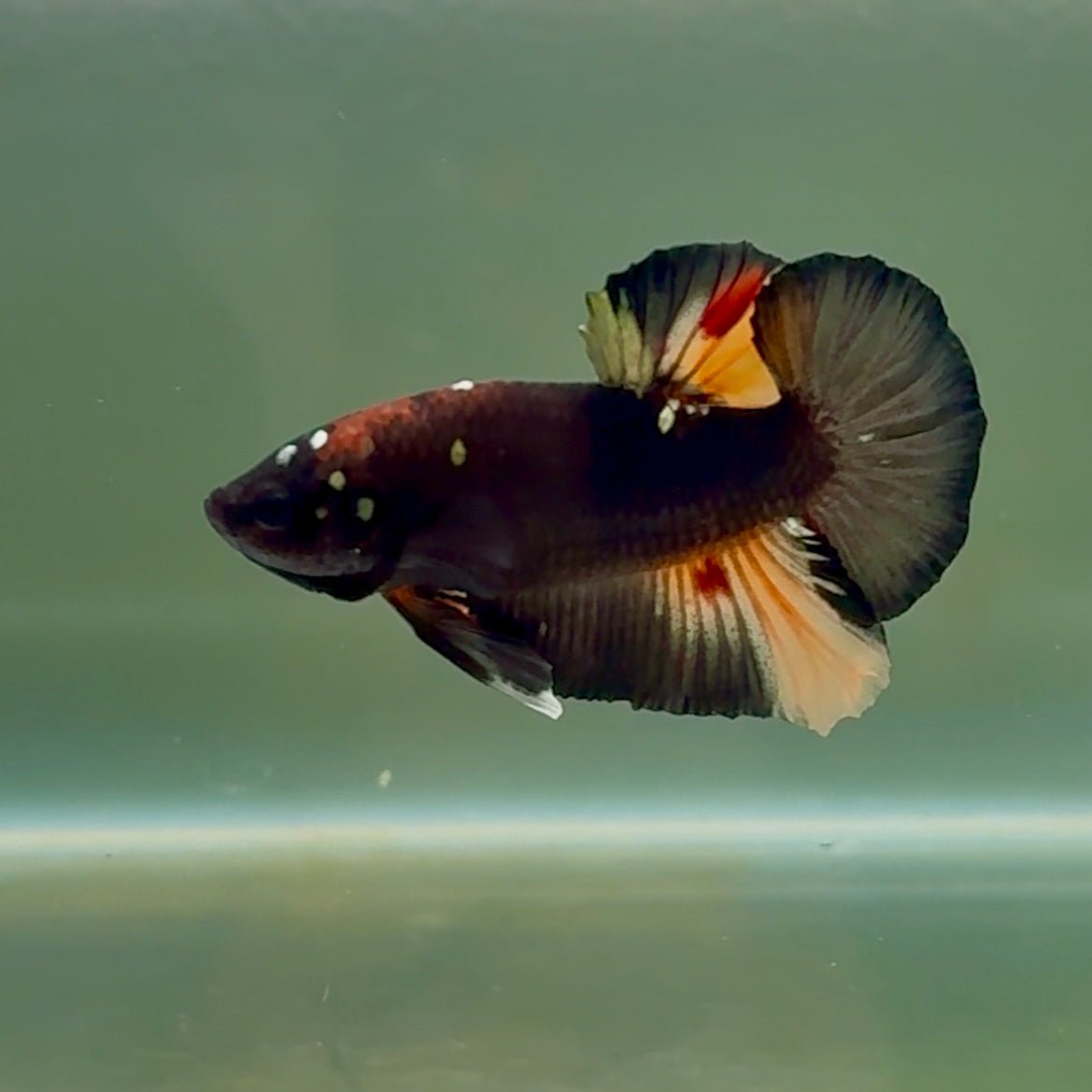 Plakat Black Nemo Male Betta #Se06