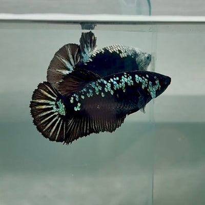 Plakat Black Samurai Female Betta Au63 Female betta