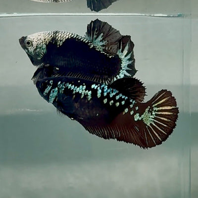 Plakat Black Samurai Female Betta Au63 Female betta