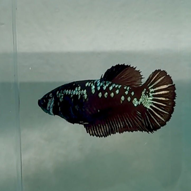 Plakat Black Samurai Female Betta #Au63