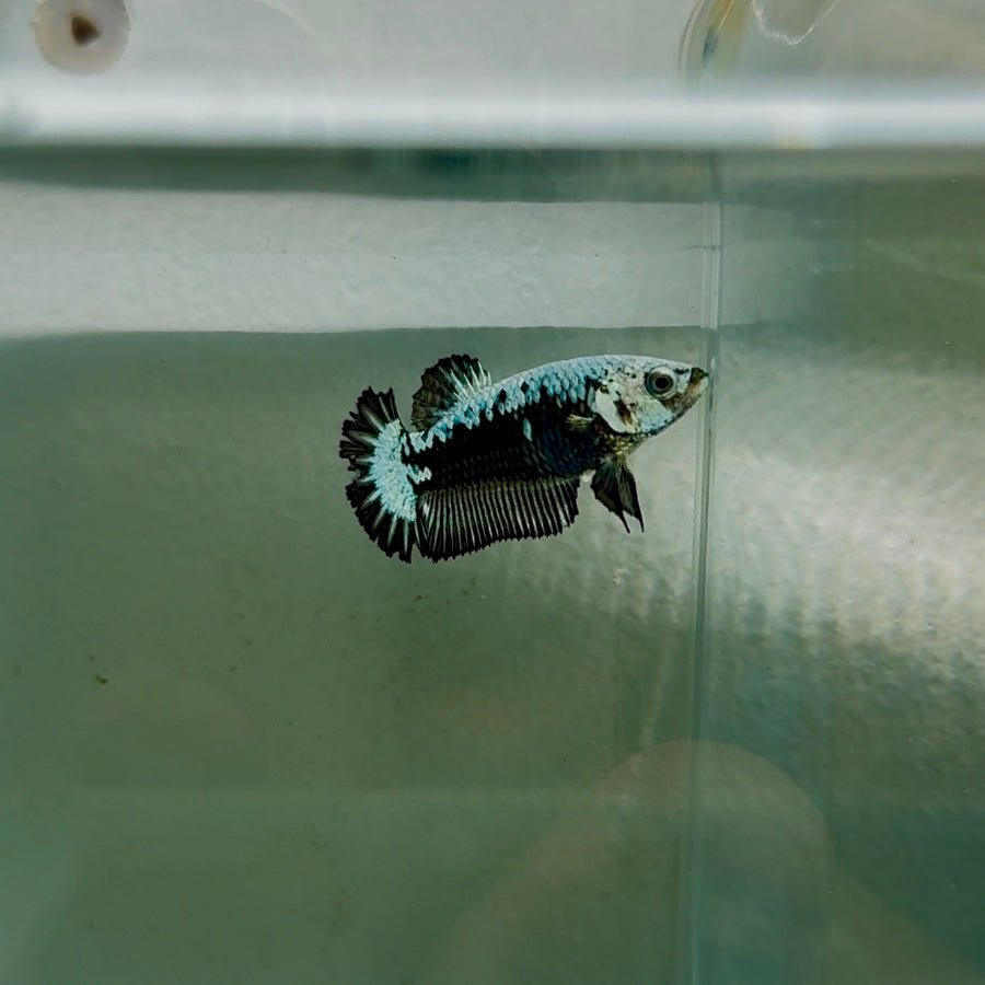 Plakat Black Samurai Female Betta N57