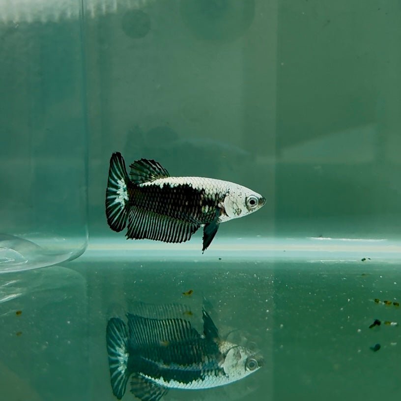 Plakat Black Samurai Female Betta N58