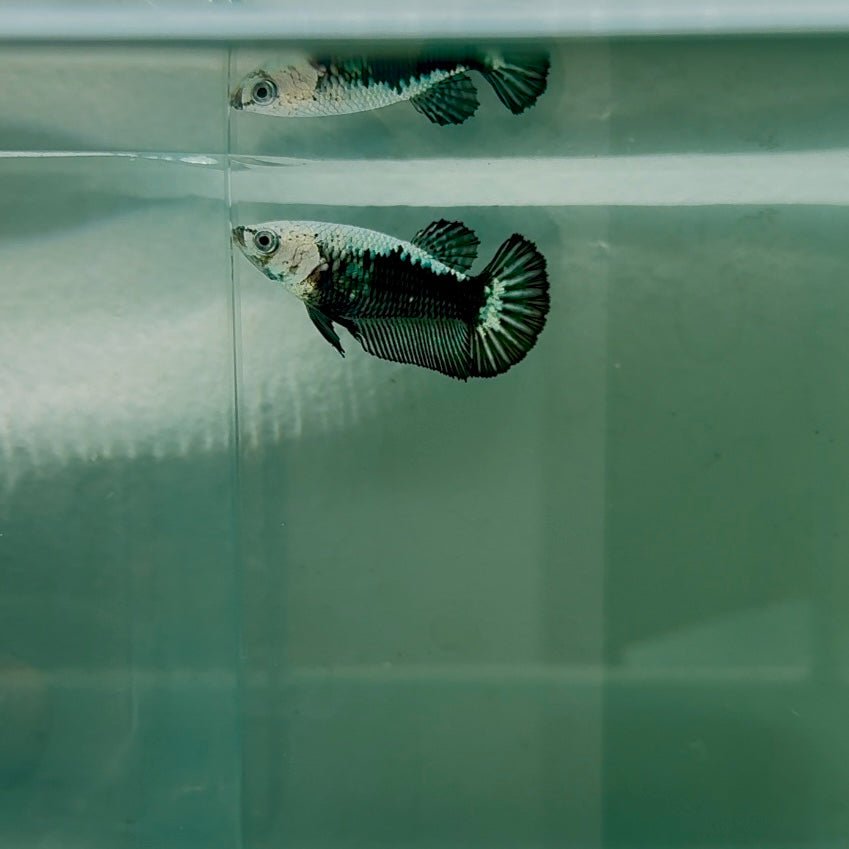 Plakat Black Samurai Female Betta N58