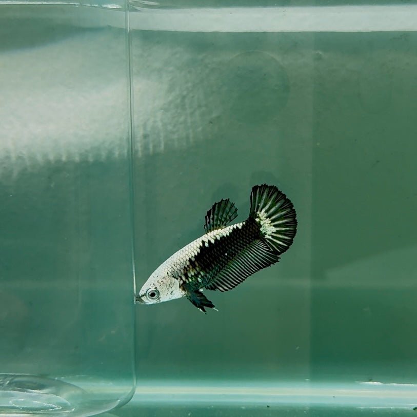 Plakat Black Samurai Female Betta N58