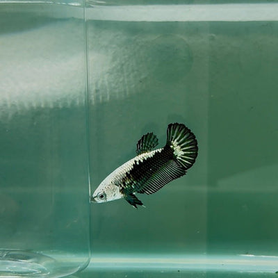 Plakat Black Samurai Female Betta N58