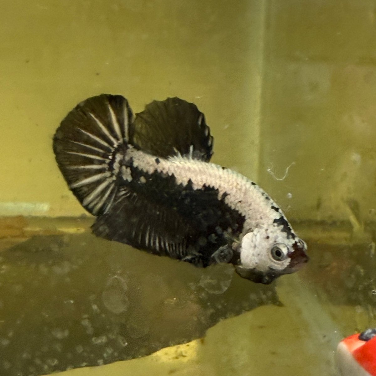 Plakat Black Samurai Male Betta 039