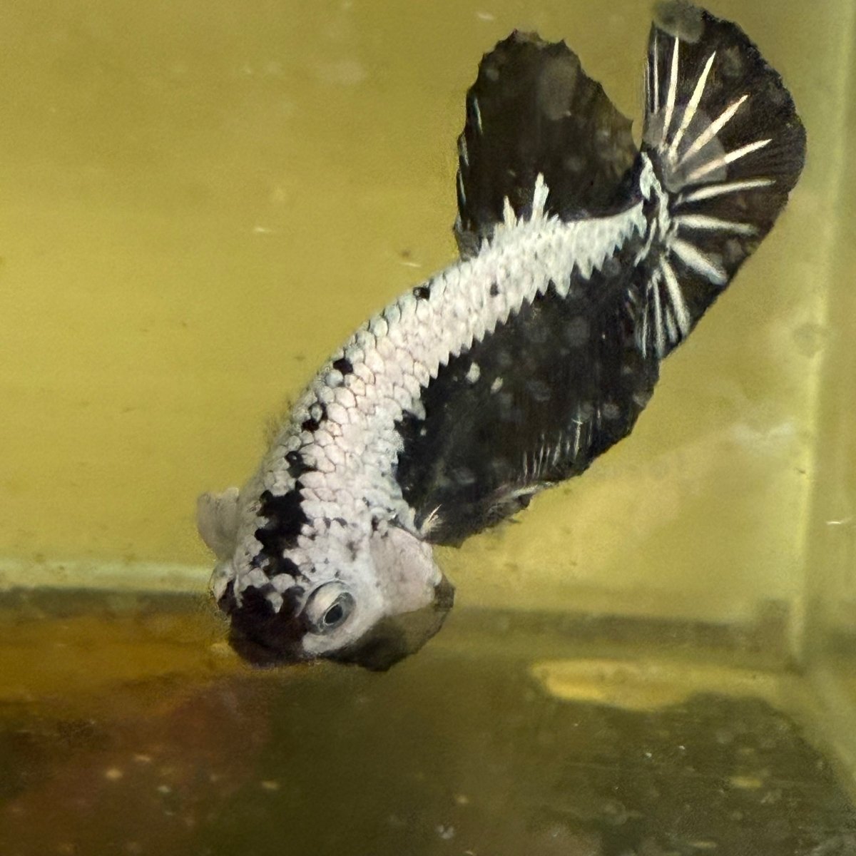 Plakat Black Samurai Male Betta 039