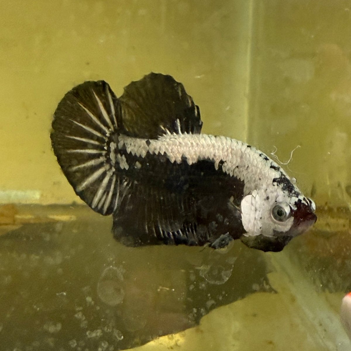Plakat Black Samurai Male Betta 039