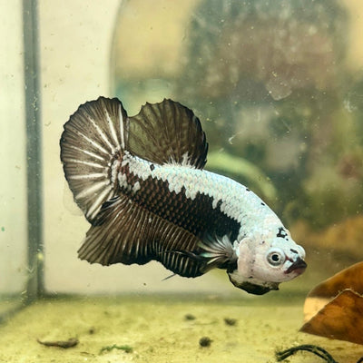 Plakat Black Samurai Male Betta 039