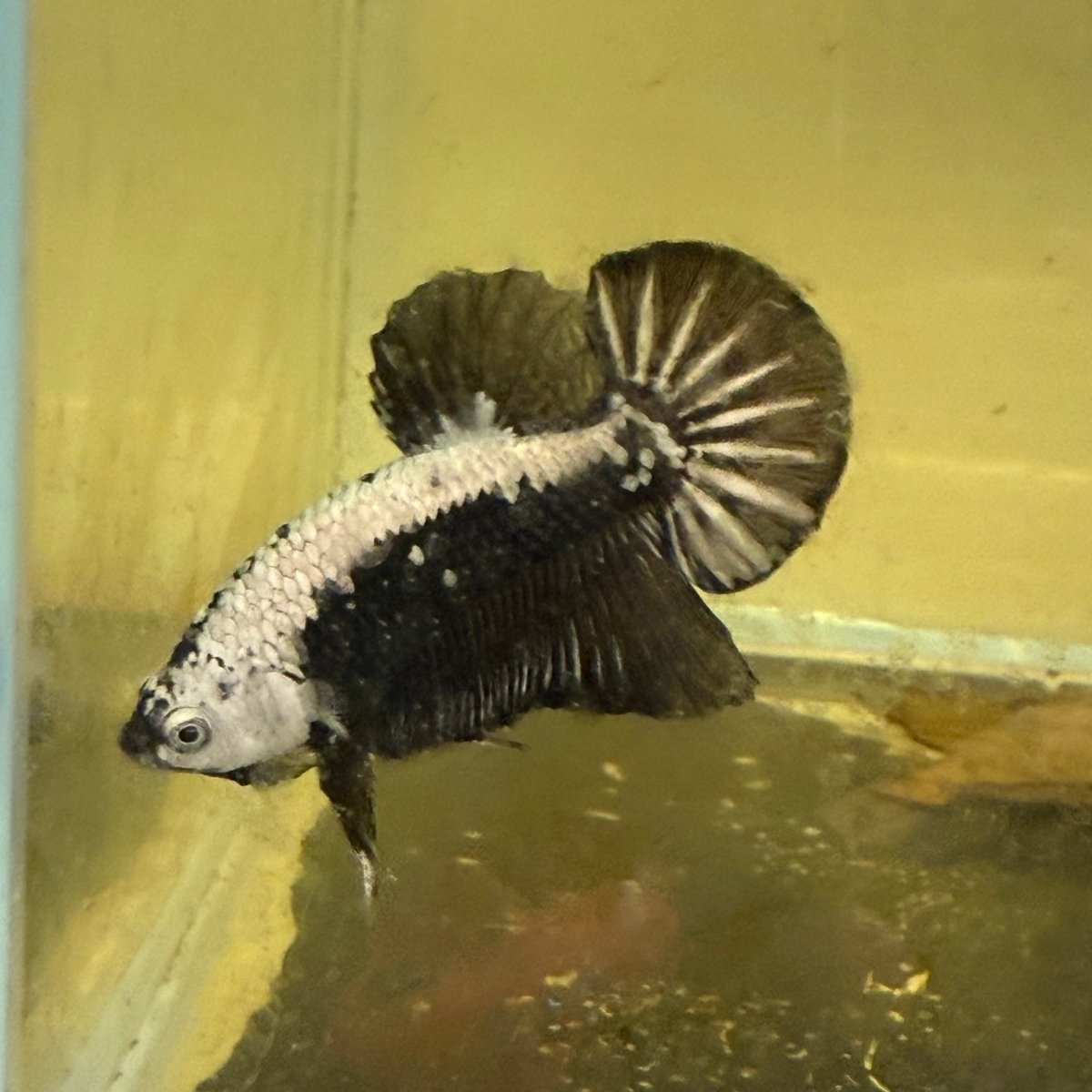 Plakat Black Samurai Male Betta 039