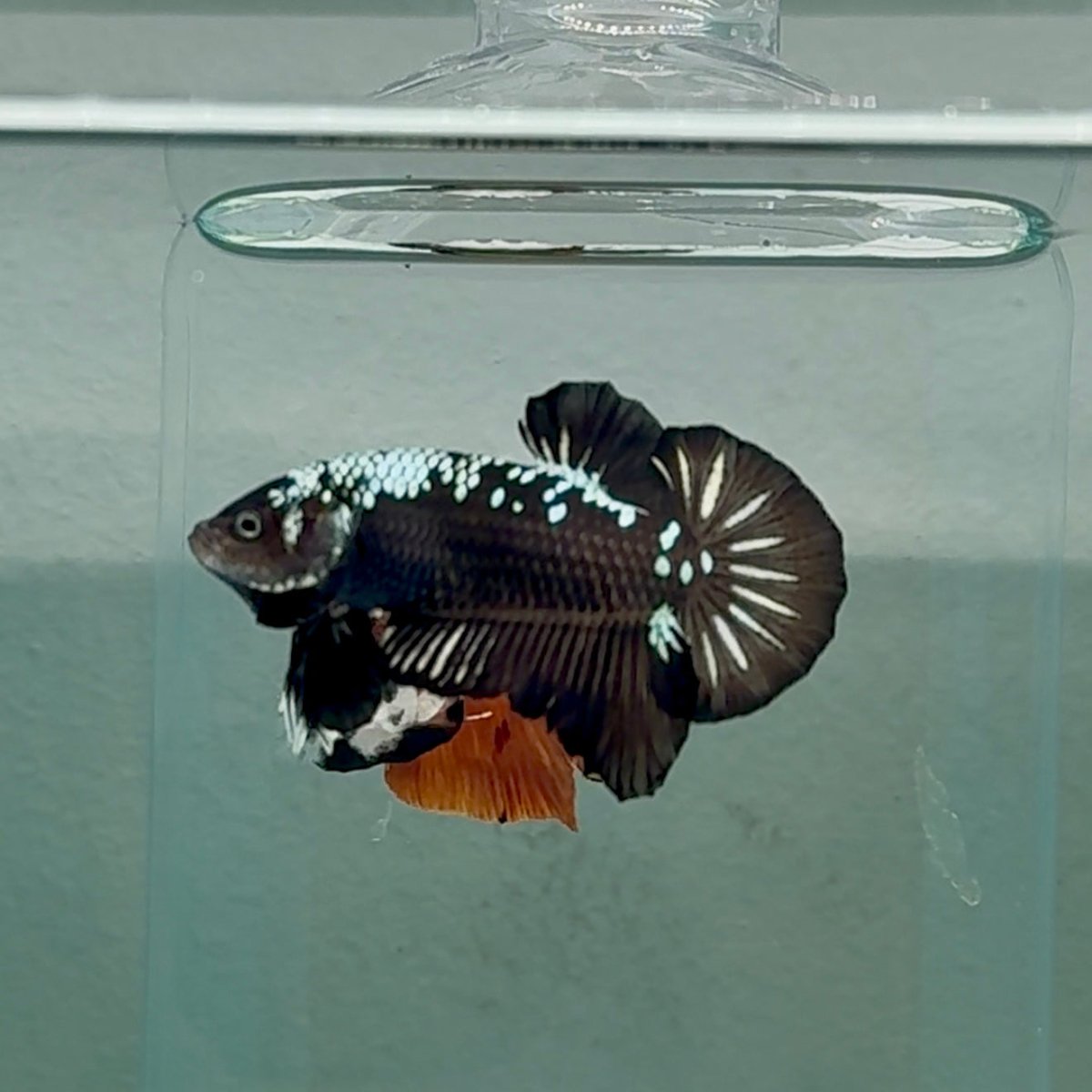 Plakat Black Samurai Male Betta #Au70
