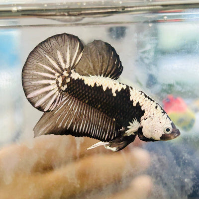 Plakat Black Samurai Male Betta Comp Grade 002