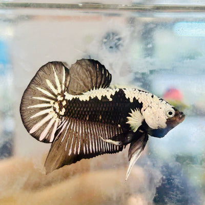 Plakat Black Samurai Male Betta Comp Grade 002