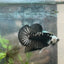 Plakat Black Samurai Male Betta Comp Grade 148