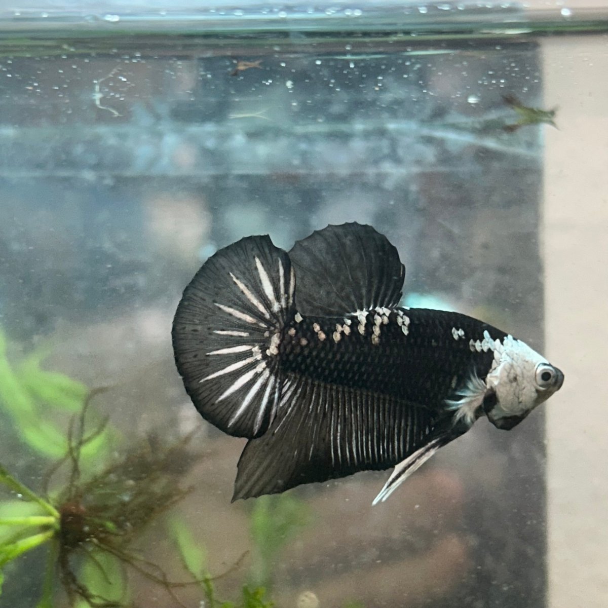 Plakat Black Samurai Male Betta Comp Grade 148