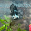 Plakat Black Samurai Male Betta Comp Grade 148
