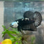 Plakat Black Samurai Male Betta Comp Grade 148