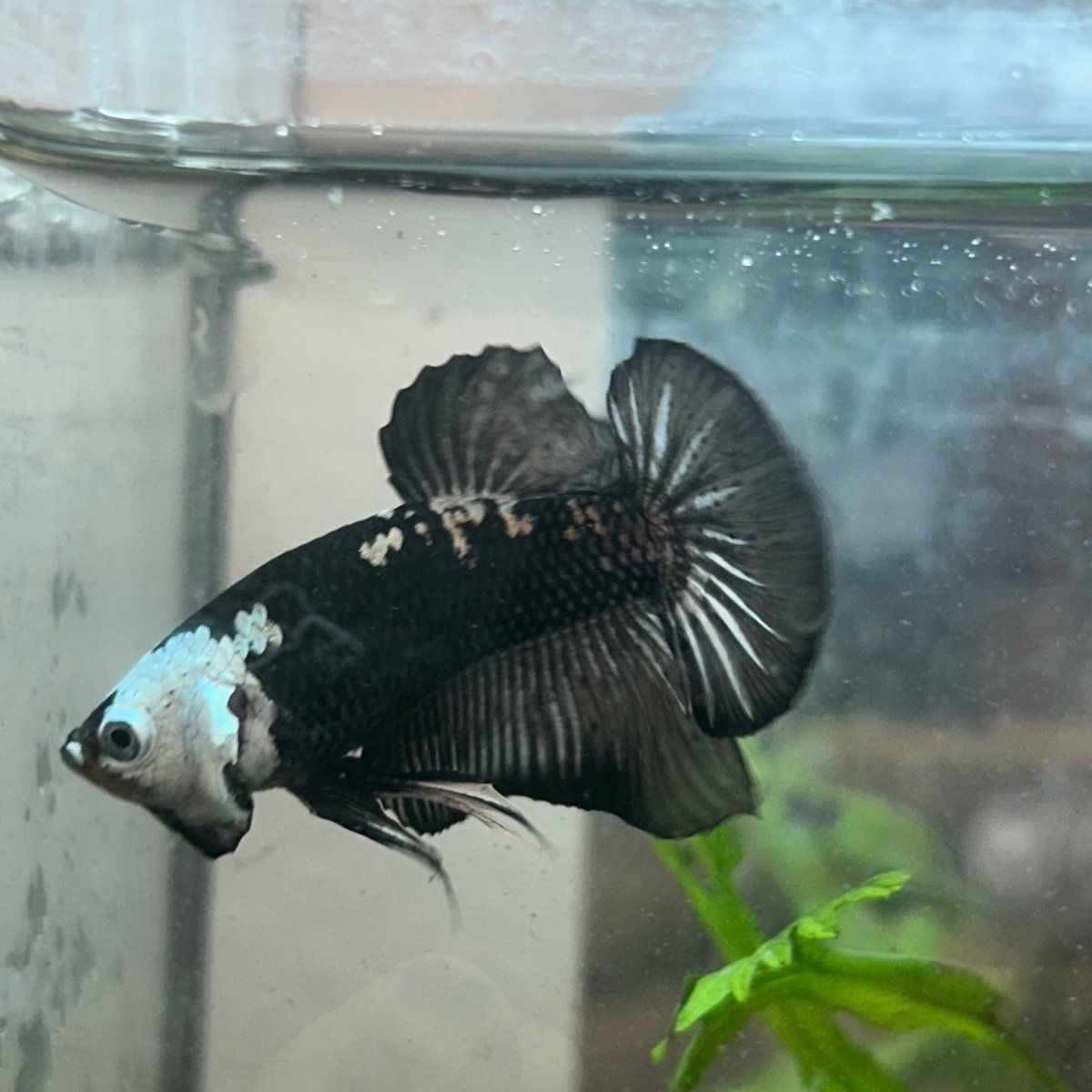 Plakat Black Samurai Male Betta Comp Grade 148