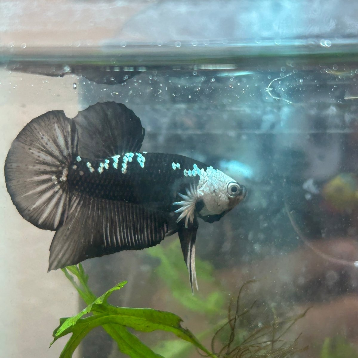 Plakat Black Samurai Male Betta Comp Grade 148