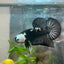 Plakat Black Samurai Male Betta Comp Grade 148