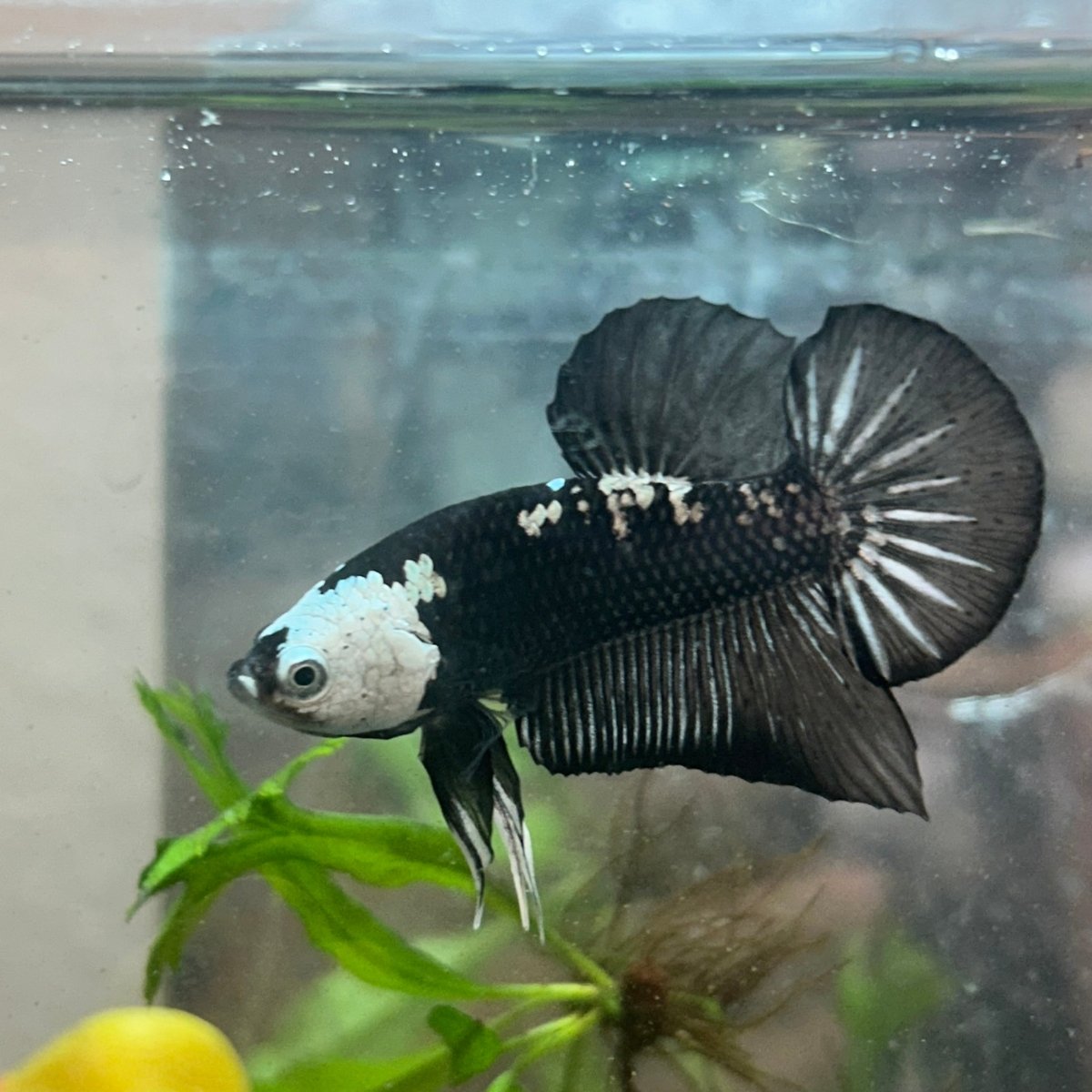 Plakat Black Samurai Male Betta Comp Grade 148