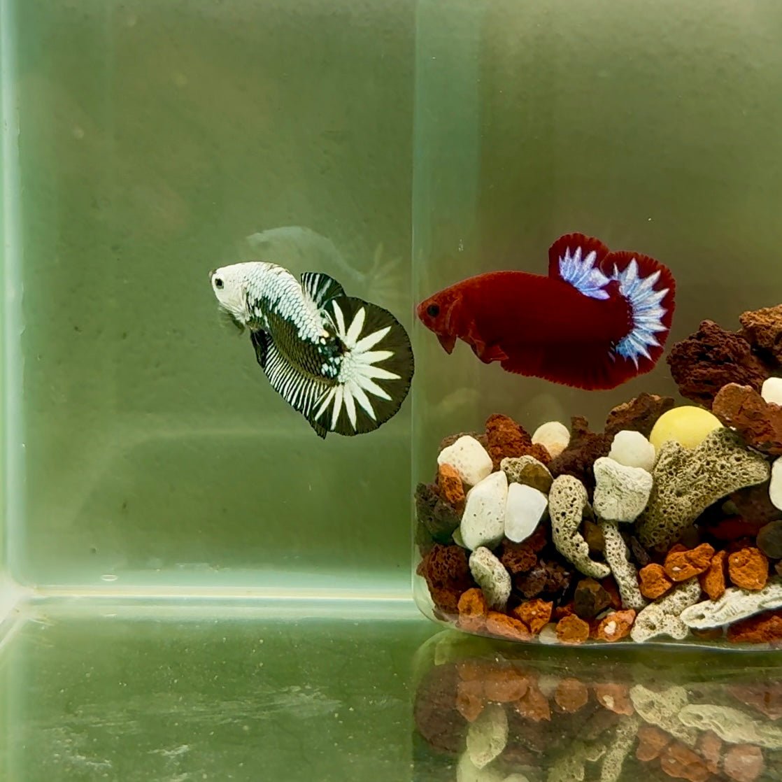 Plakat Black Samurai Male Betta J35