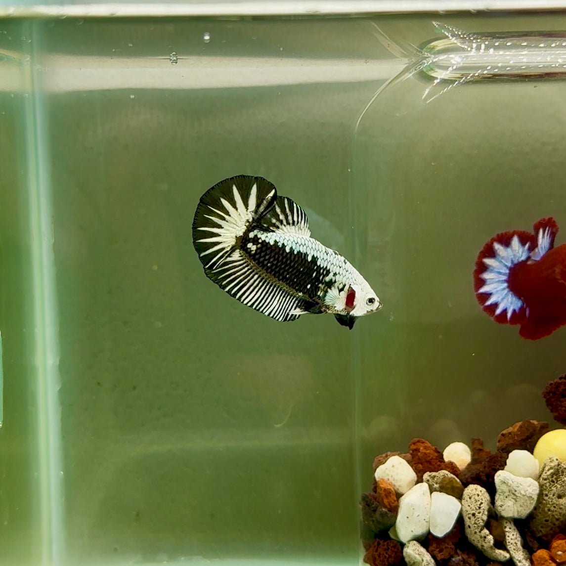 Plakat Black Samurai Male Betta J35