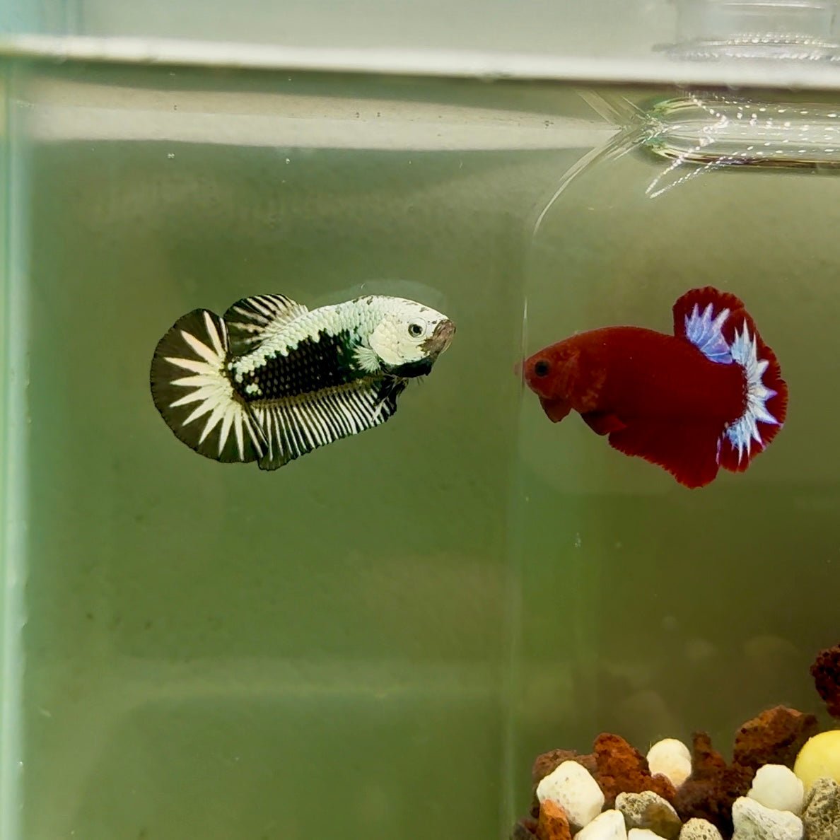 Plakat Black Samurai Male Betta J35