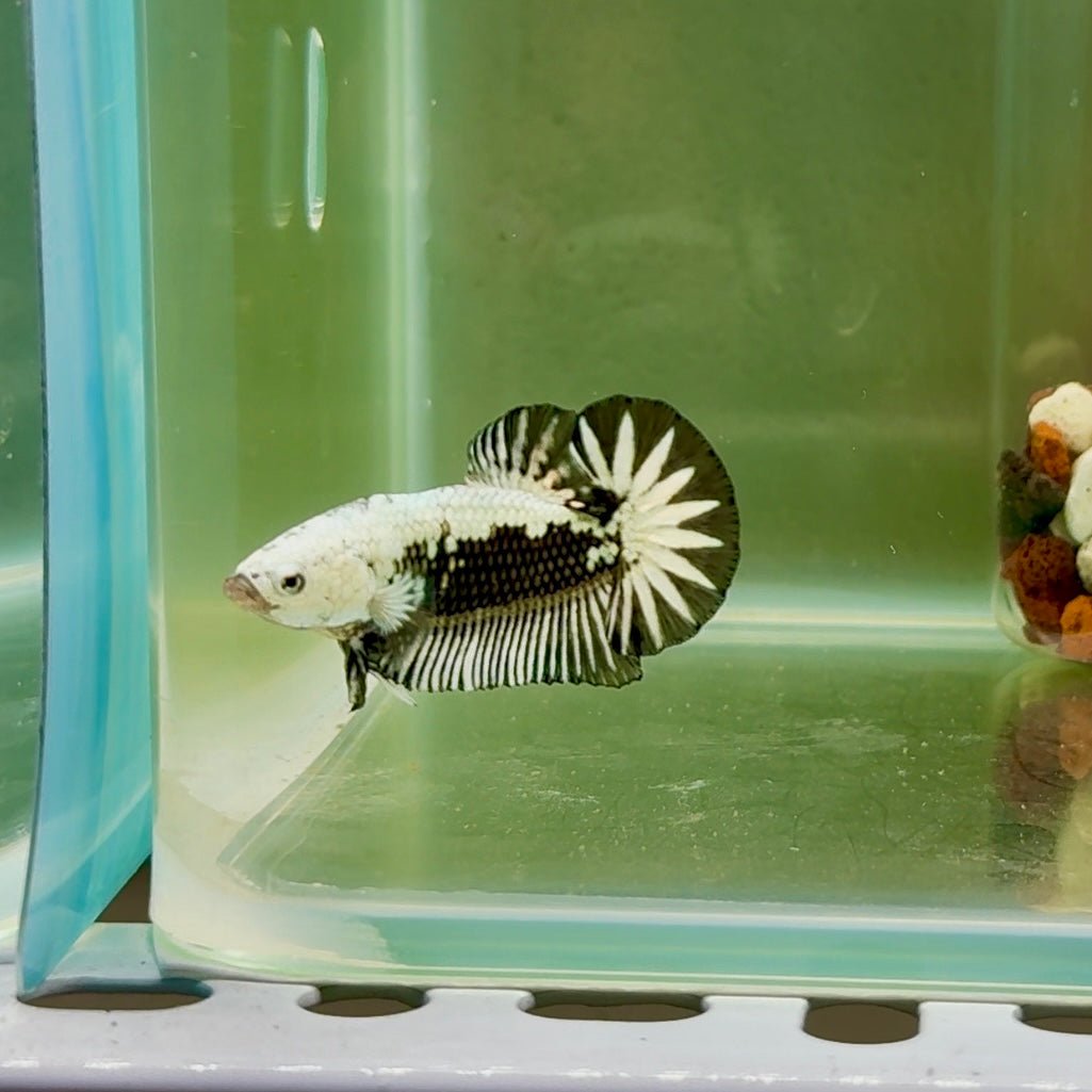 Plakat Black Samurai Male Betta J35