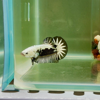 Plakat Black Samurai Male Betta J35