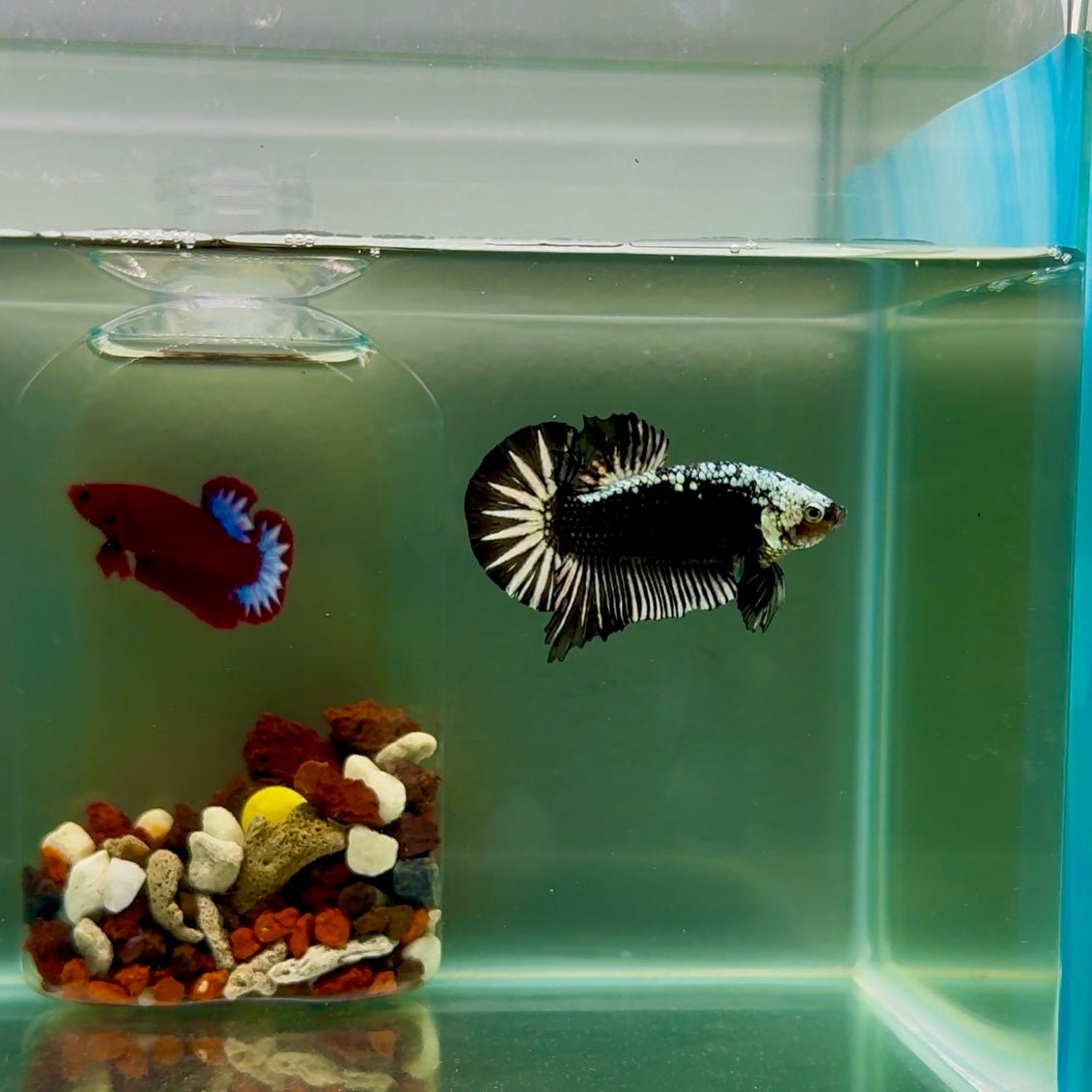 Plakat Black Samurai Male Betta J50