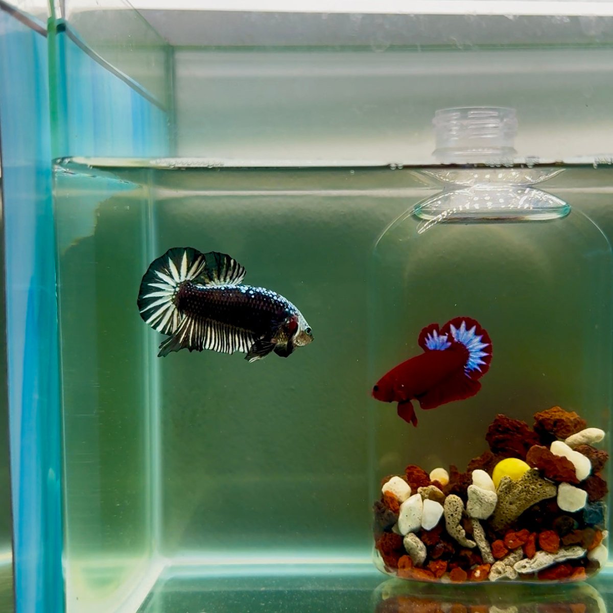 Plakat Black Samurai Male Betta J50