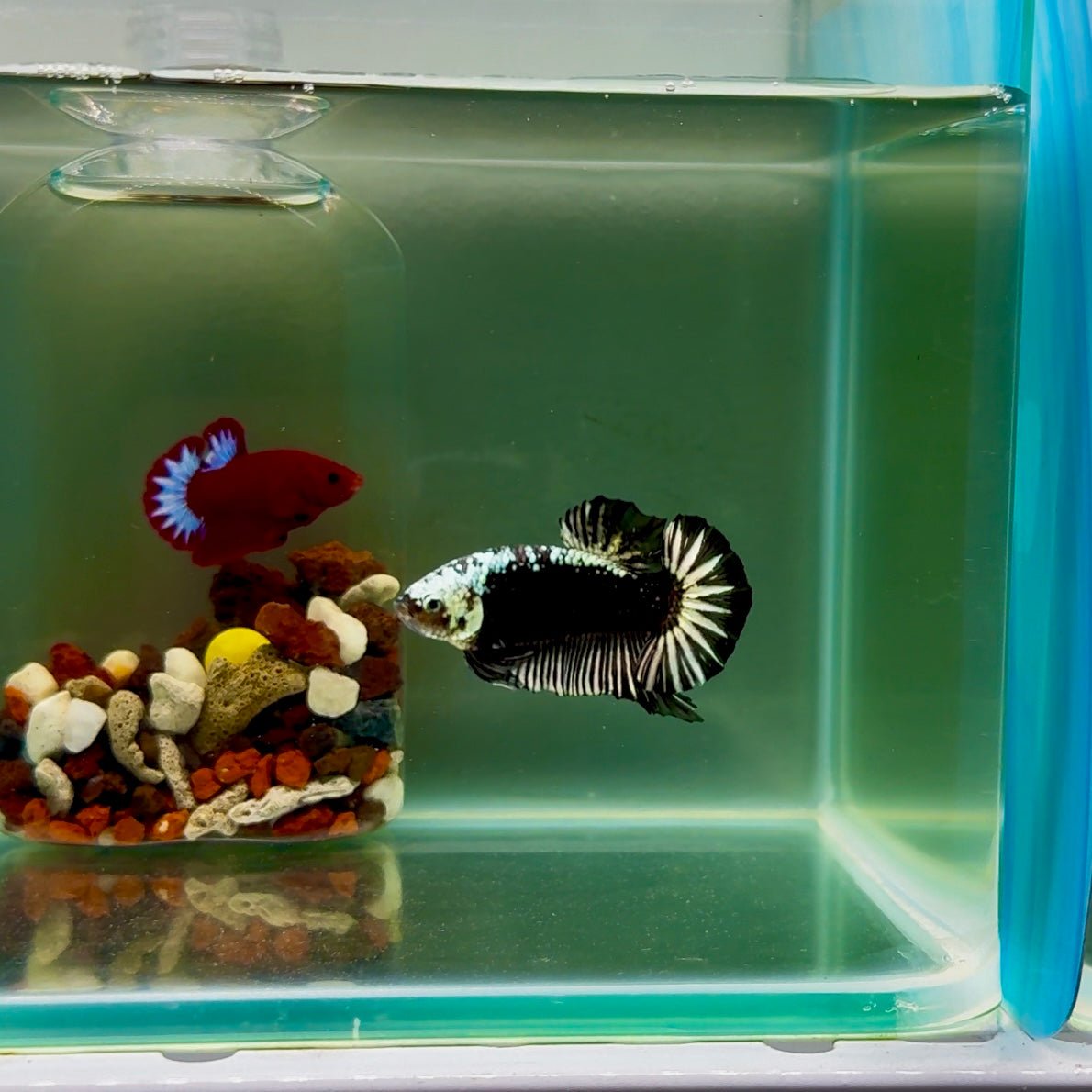 Plakat Black Samurai Male Betta J50