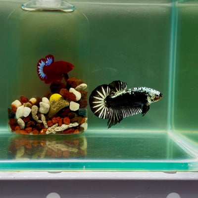 Plakat Black Samurai Male Betta J50