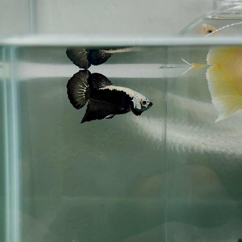 Plakat Black Samurai Male Betta N53