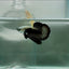 Plakat Black Samurai Male Betta N54