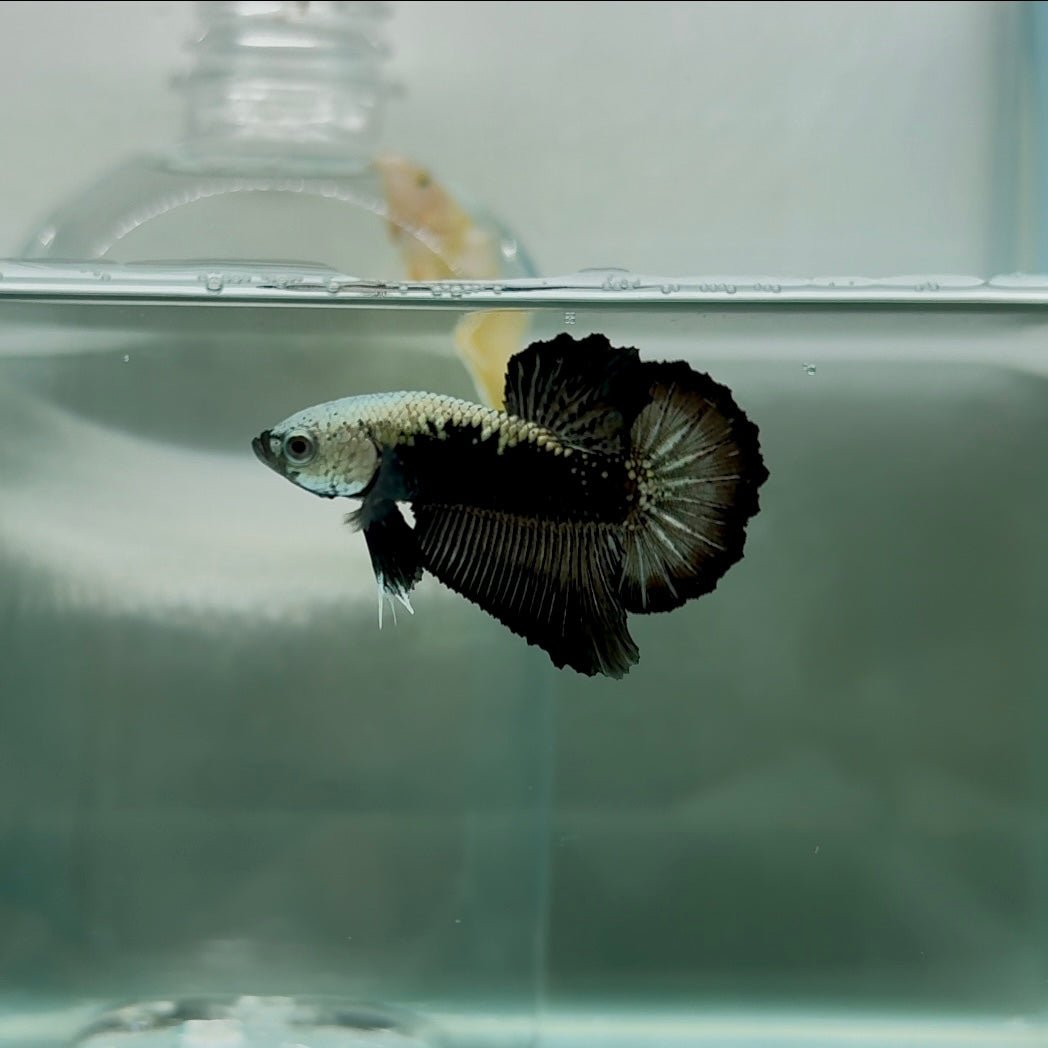 Plakat Black Samurai Male Betta N54