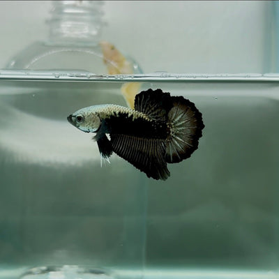 Plakat Black Samurai Male Betta N54