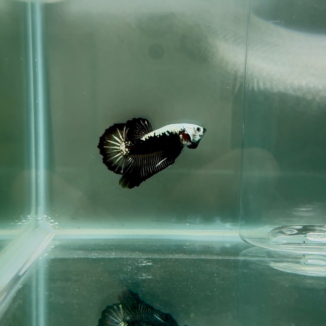 Plakat Black Samurai Male Betta N54