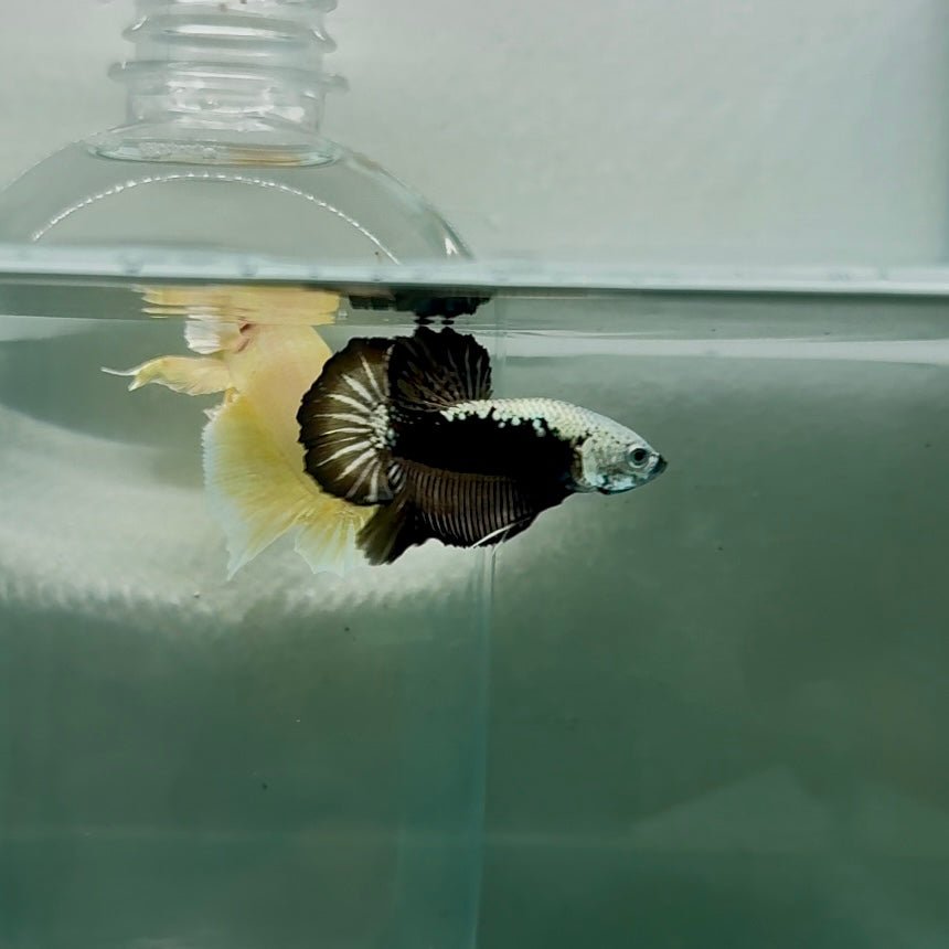 Plakat Black Samurai Male Betta N54